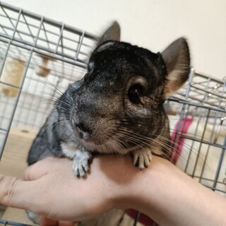 チンチラ スタンダードグレー 約4歳