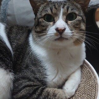 宝石のような瞳が魅力のキジ白ジルの里親さま募集中！