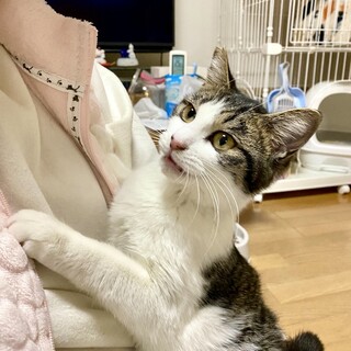 お目々パッチリかわいいキジシロ女の子