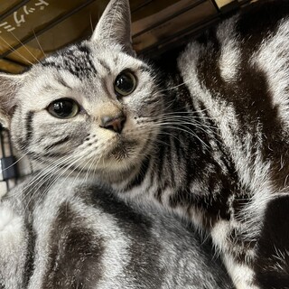 【急募】アメリカンショートヘア