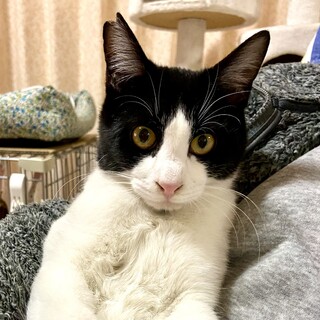 馴れ馴れの賢いハチワレ男の子