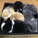 【4匹うさぎ赤ちゃんの里親募集】