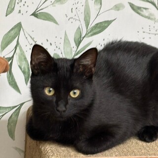 ふわふわ黒猫！イケメン きぬくん♡