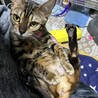 くうのの