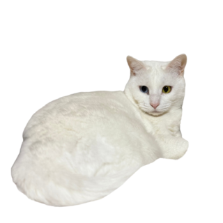 募集中。大人しいおとこのこ