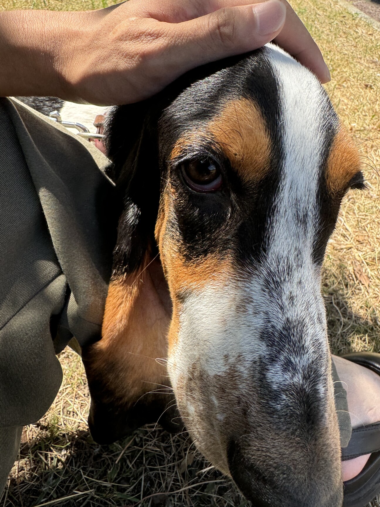 現在諸事情により停止中です。」大阪府 - 犬の里親募集(510552