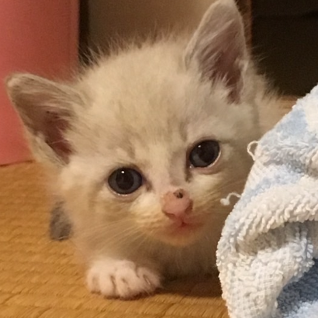 マロンせんべいのカバー写真