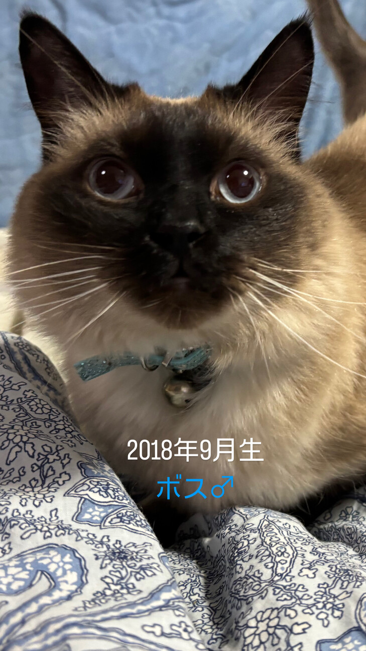 シャムの長毛種バリニーズ【ボスくん】♂ サムネイル3