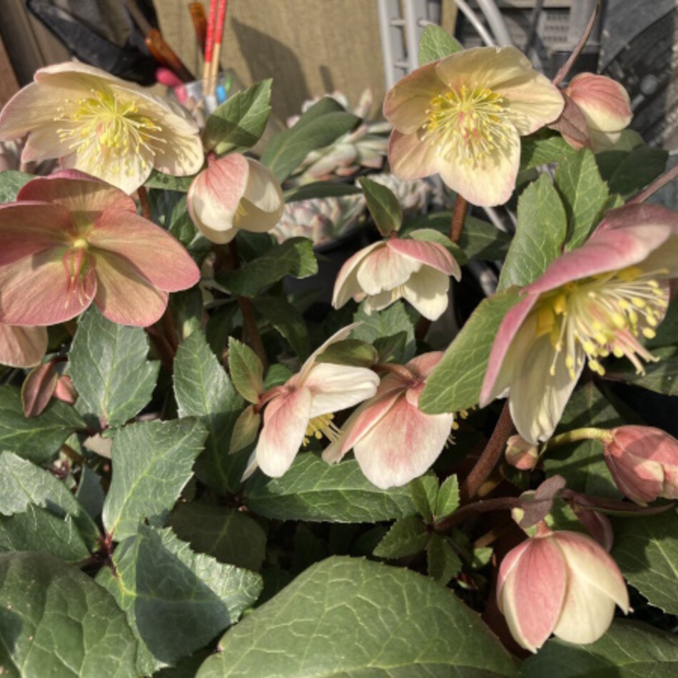 くるりのカバー写真