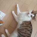 これぞツンデレ！ササミちゃん