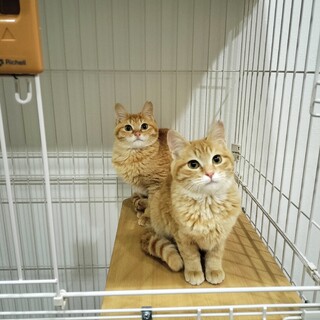 茶トラの美人姉妹にゃんこの里親募集
