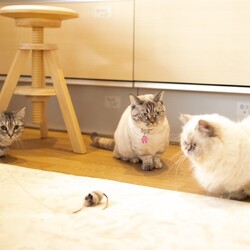 保護猫里親会アスタマニャーナ サムネイル2