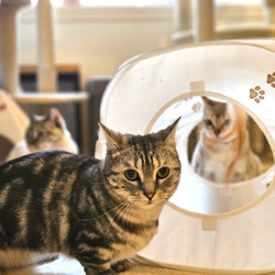 保護猫里親会アスタマニャーナ サムネイル3