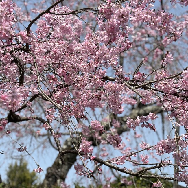 くま16のカバー写真