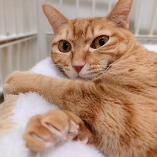 大きな瞳の美少女「みももちゃん」