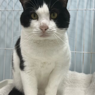 凛々しいお顔の「ダイヤくん」