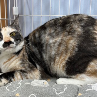 口ひげ柄がかわいい「プリンちゃん」