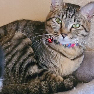 かわいいキジトラの女の子です宜しくお願い致します。