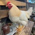 ニワトリ（2024年8月12日生）の里親募集