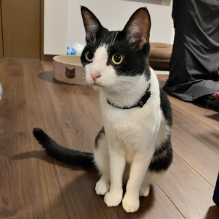 雄/3才半/甘えん坊/ビビり