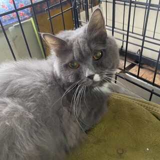 大人しい美人な女の子