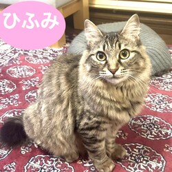 猫の譲渡会in川崎市動物愛護センター