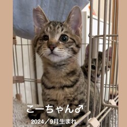 猫の譲渡会in溝の口駅　気温が低い予報のため中止となりました