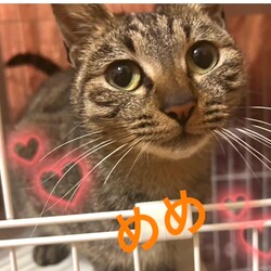 猫の譲渡会in川崎市動物愛護センター