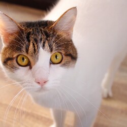 甘えん坊大集合！第3回ウリエル譲渡会！