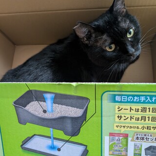 人馴れOK！エイズキャリア【クロベェ】