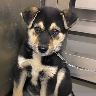 【相談中】かわいい子犬　にしきくん　3ヶ月