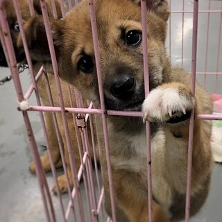 かわいい子犬　レッドくん　2ヶ月