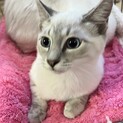 （仮）テム　寝るの大好きおっとりにゃんこ