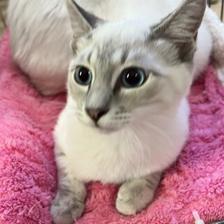 （仮）テム　寝るの大好きおっとりにゃんこ