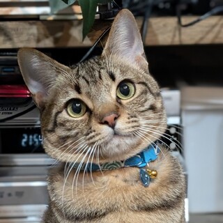 美形キジトラ【テトラくん】5月頭生まれ