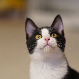 ハチワレ美猫男子✨おにぎり君！