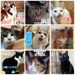 お寺de譲渡会【越谷市】 サムネイル2