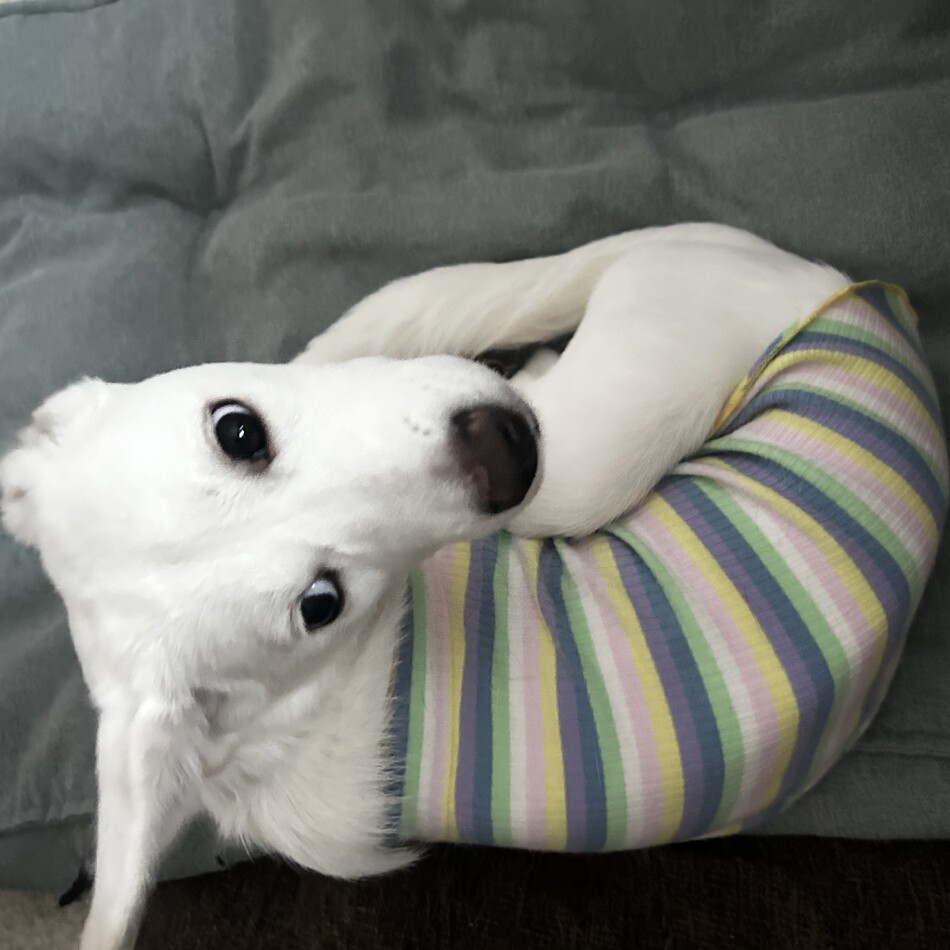 つむぎのカバー写真