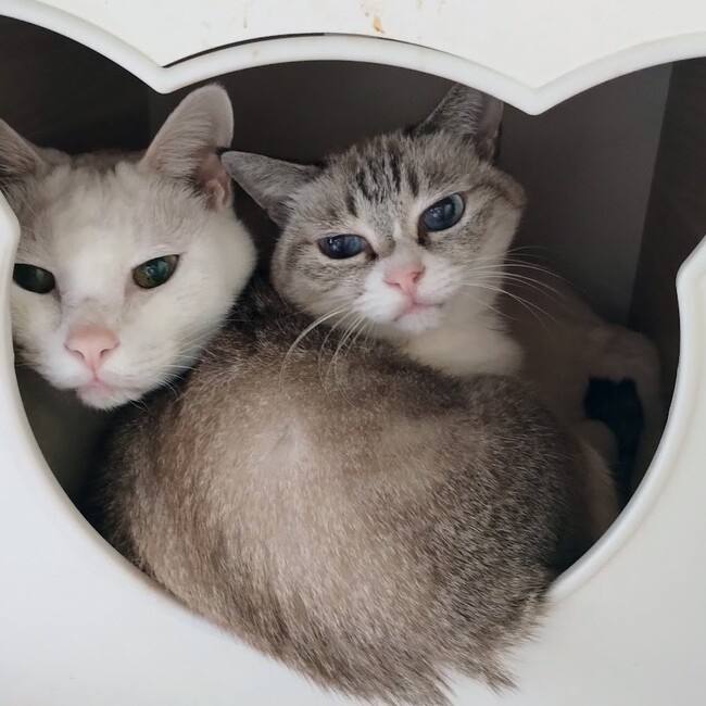 ほんとのおうち探しのお手伝いのカバー写真