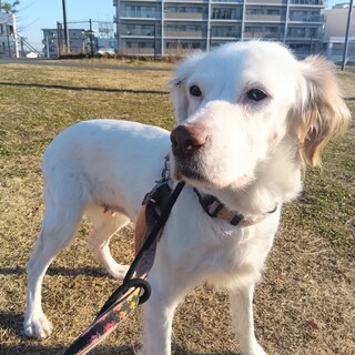 推定2014年生れ　ノエルちゃん