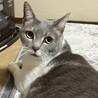 もちめぐ