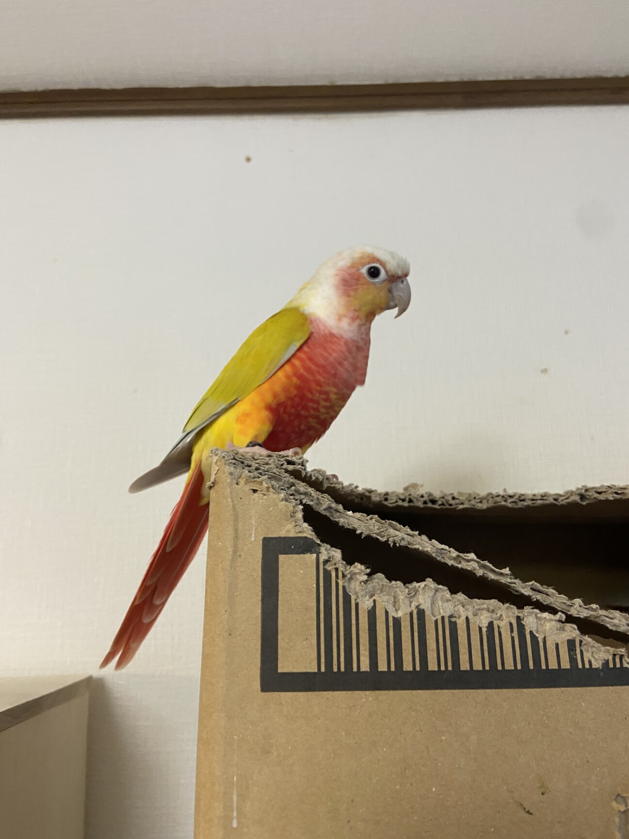 ウロコインコ サンチーク」三重県 - 鳥の里親募集(510638) :: ペットの
