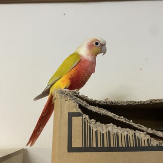 ウロコインコ サンチーク