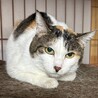 綺麗な三毛♪ユリちゃん