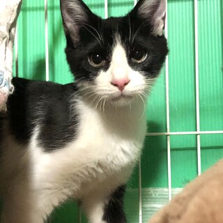 ヤンチャ盛り甘えん坊、えびくん