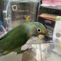 ヤエザクラインコの里親募集します。