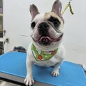 5歳のフレンチブルドッグ 