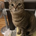 肝がすわったおっとりさん　コロン