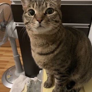 肝がすわったおっとりさん　コロン