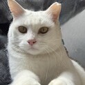 甘えん坊なシロ（女の子）を家族にしてください！
